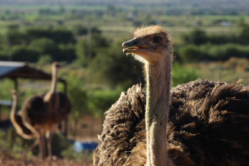 Tour privado por la Ruta Jardín: paisajes, naturaleza y romance – 4 días