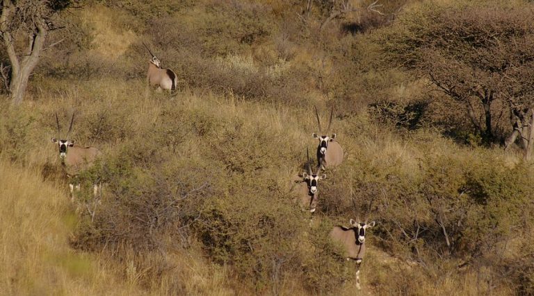 Medio dia – Safari autentico de los Cinco Grandes en el rio Chobe