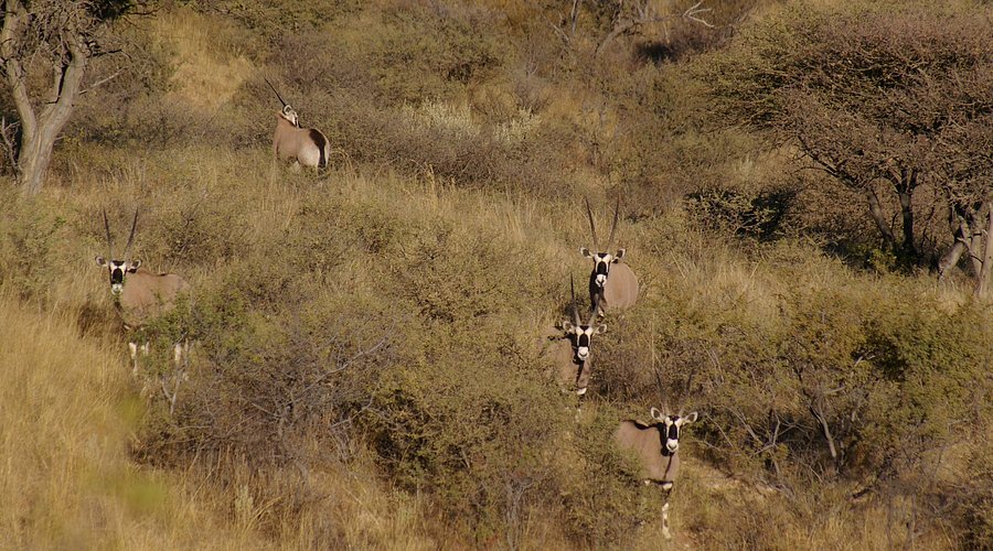Medio dia – Safari autentico de los Cinco Grandes en el rio Chobe