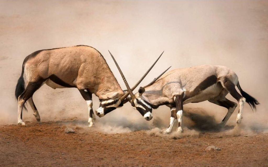 Etosha parque nacional