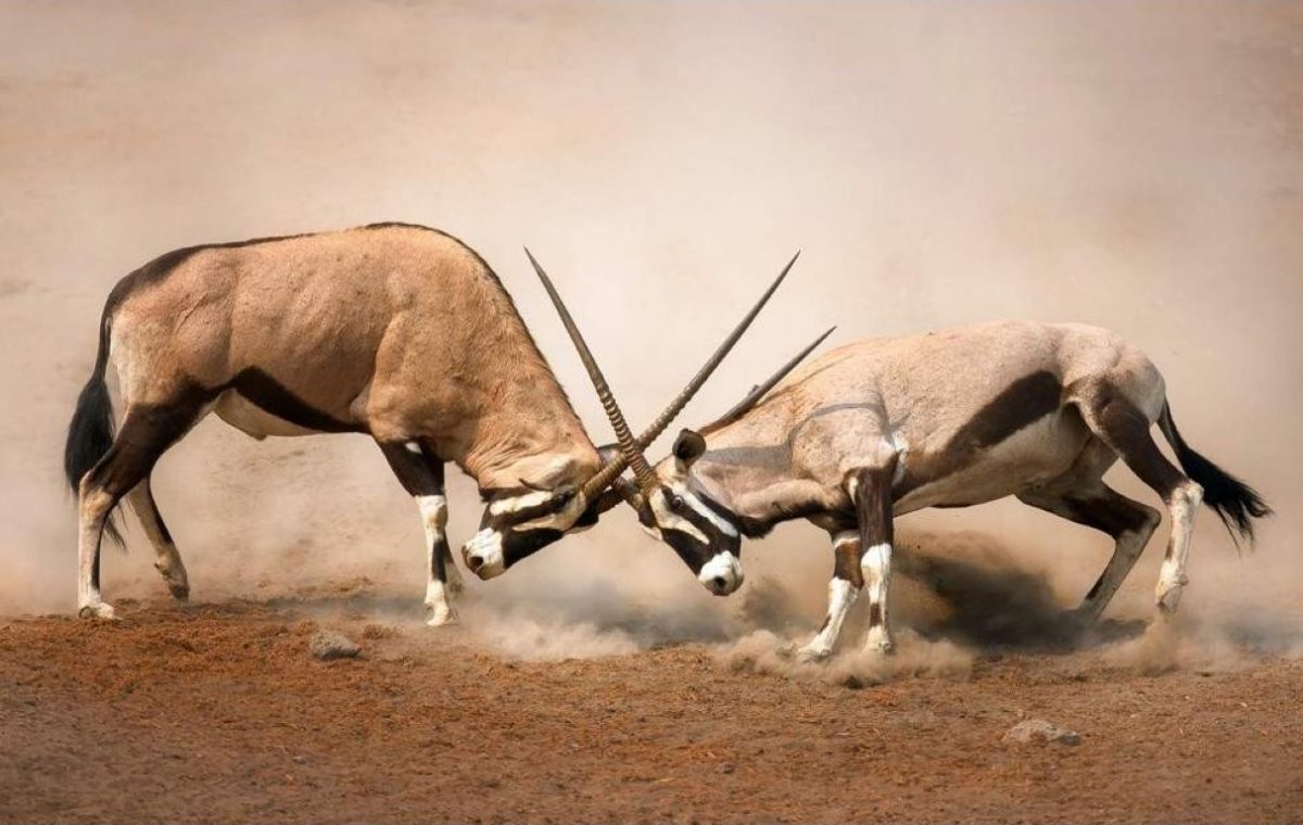 Etosha parque nacional