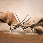 Etosha parque nacional