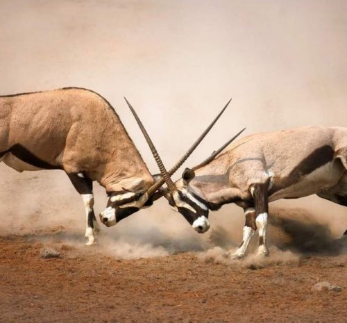 Etosha parque nacional