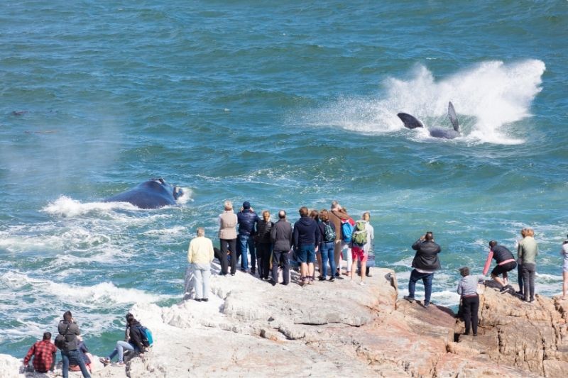 Hermanus, avistamiento de ballenas
