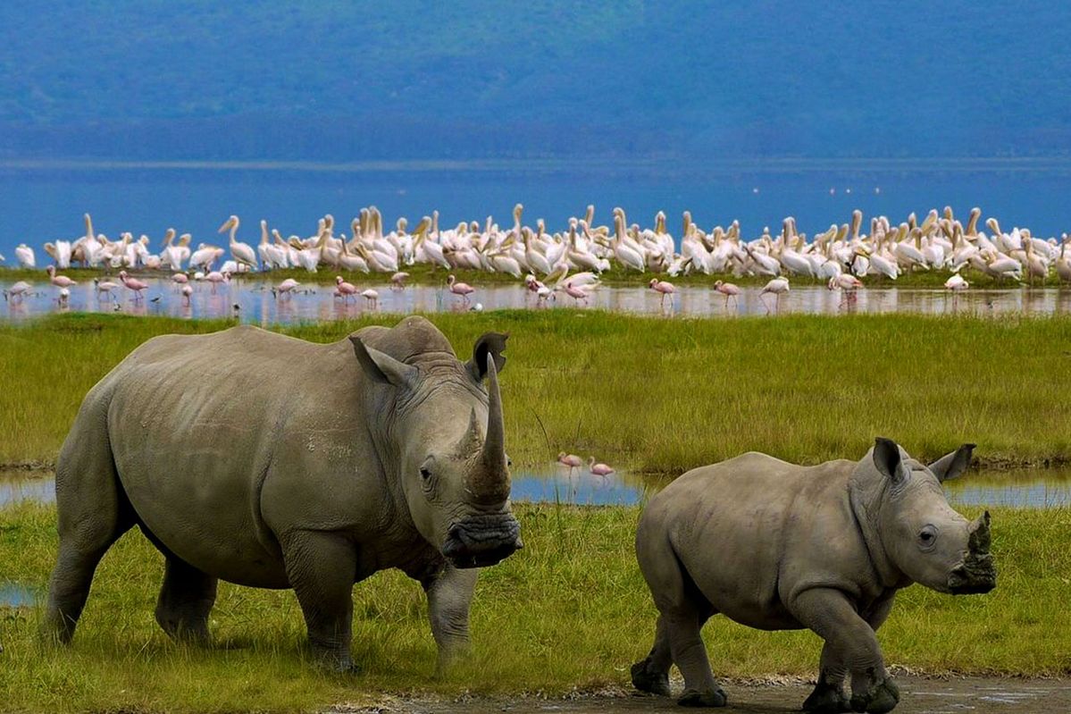 Lago Nakuru, flamencos y rinocerontes