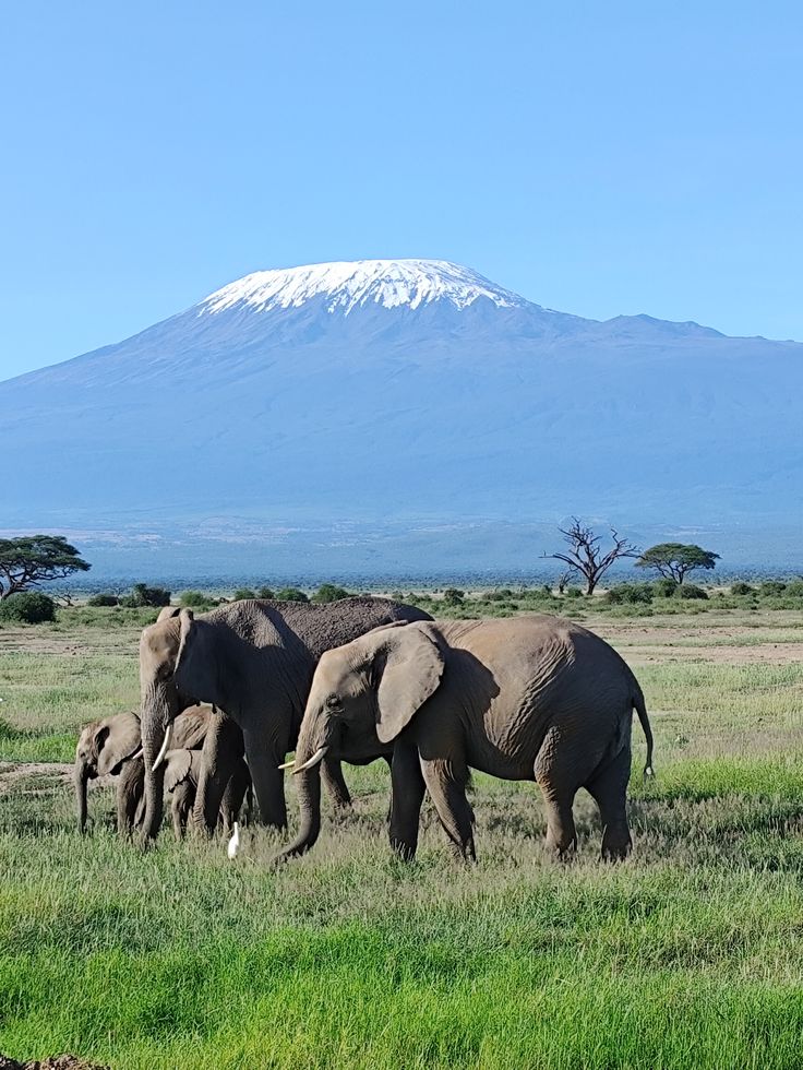 Parque Nacional Amboseli, vistas al Kilimanjaro