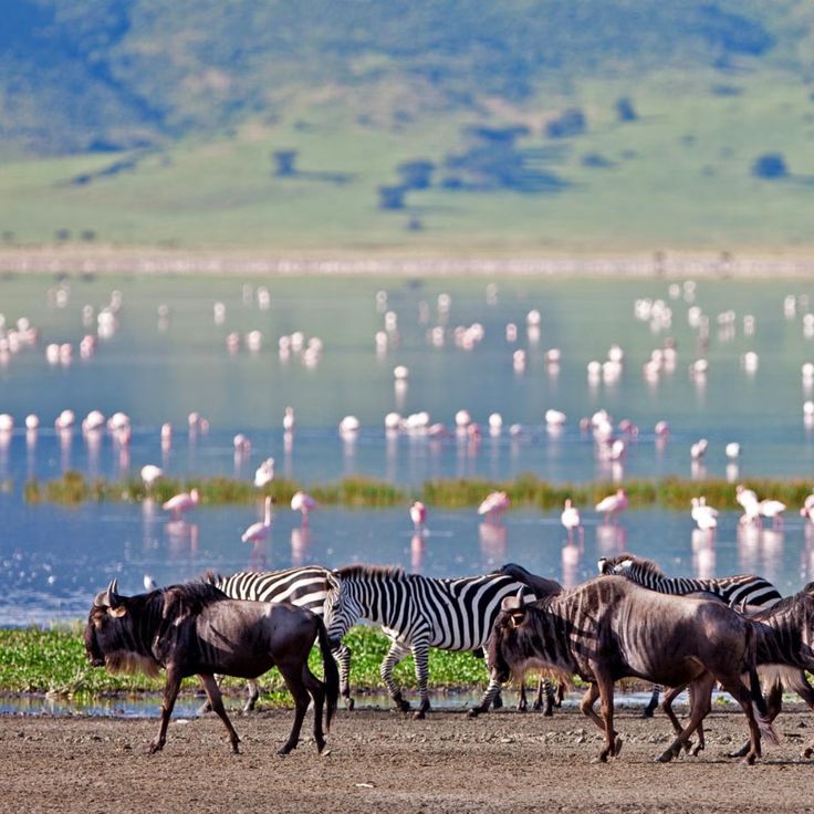 Lago Manyara, naturaleza y diversidad