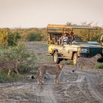 Safari en Sudáfrica
