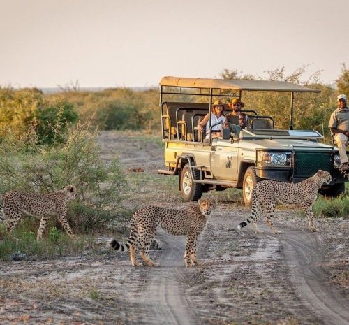 Safari en Sudáfrica