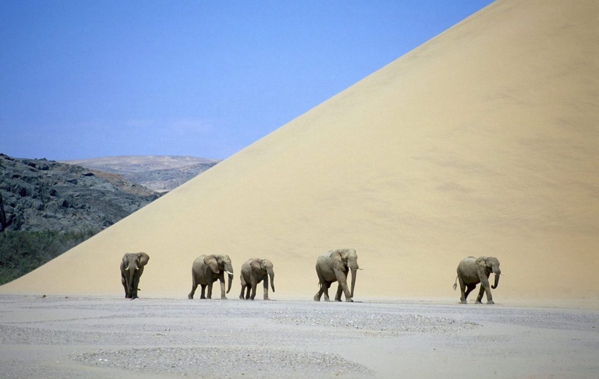 Elefantes del desierto durante un safari en Namibia.