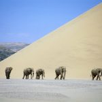 Elefantes del desierto durante un safari en Namibia.