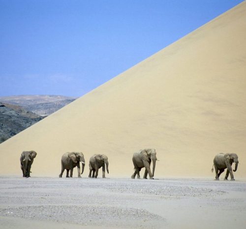 Elefantes del desierto durante un safari en Namibia.