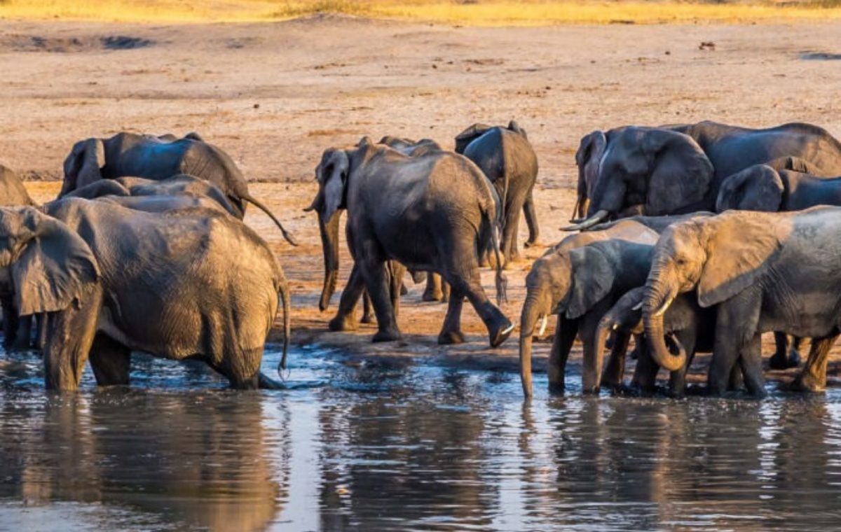 una manada de elefantes bebiendo agua en un lago en Parque Nacional Hwange en Zimbabue