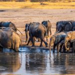 una manada de elefantes bebiendo agua en un lago en Parque Nacional Hwange en Zimbabue