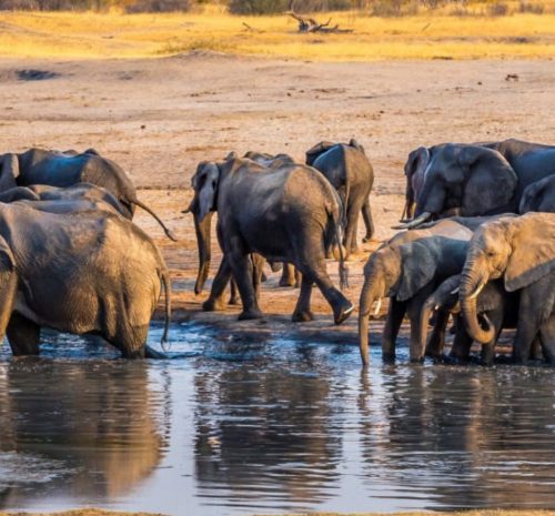una manada de elefantes bebiendo agua en un lago en Parque Nacional Hwange en Zimbabue