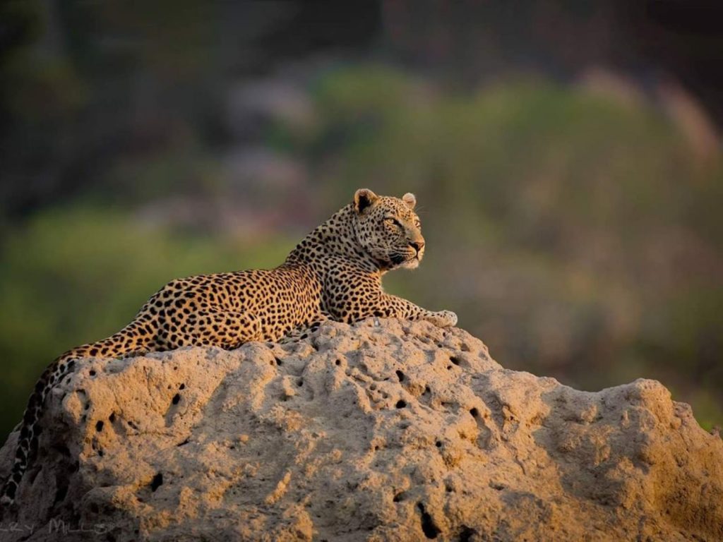 Leopardos en Africa