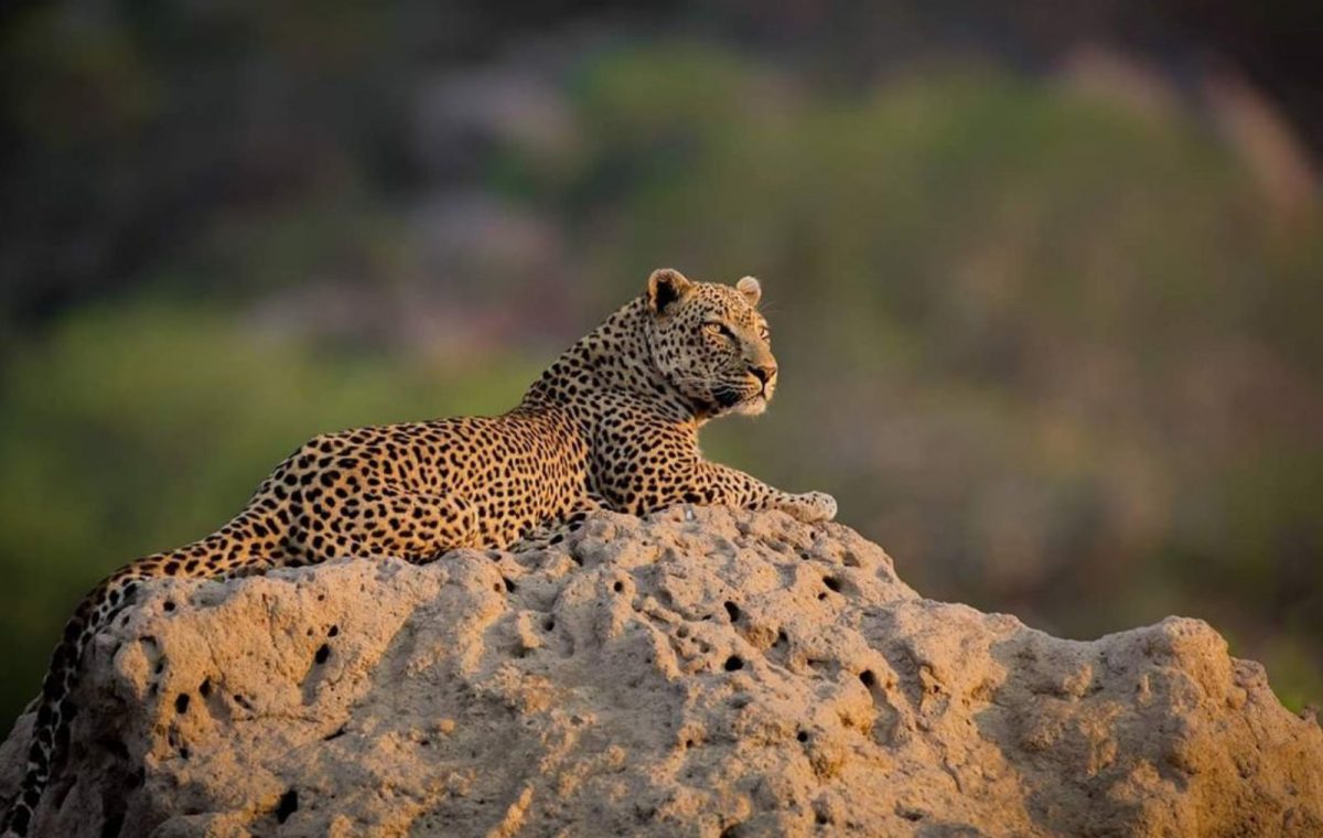 Leopardos en Africa