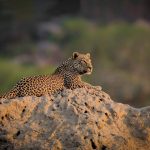 Leopardos en Africa