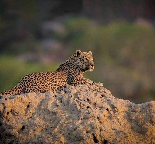 Leopardos en Africa