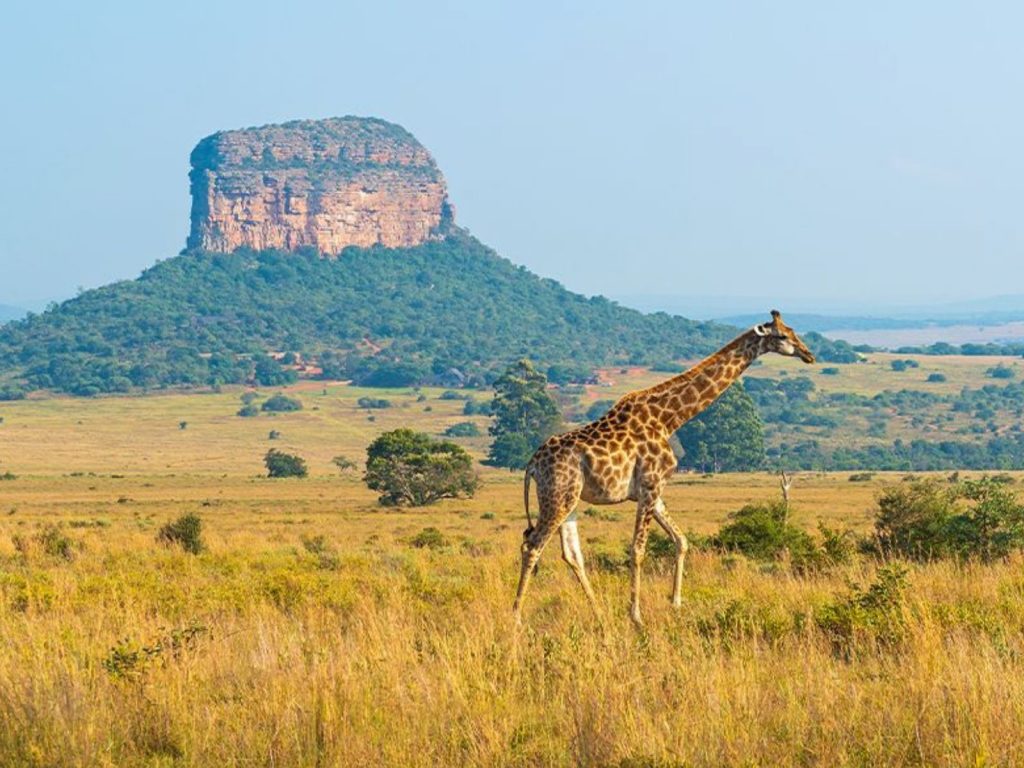 Jirafa en Parque Nacional Kruger