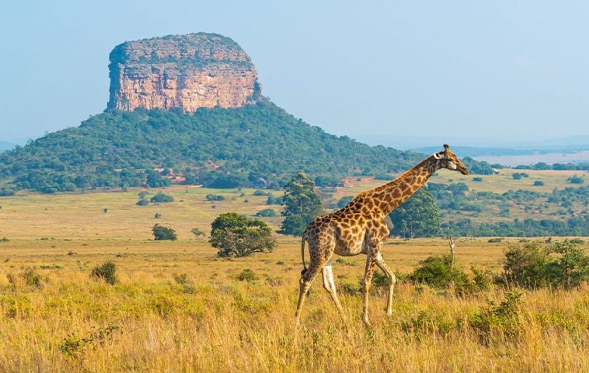 Jirafa en Parque Nacional Kruger