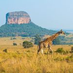Jirafa en Parque Nacional Kruger