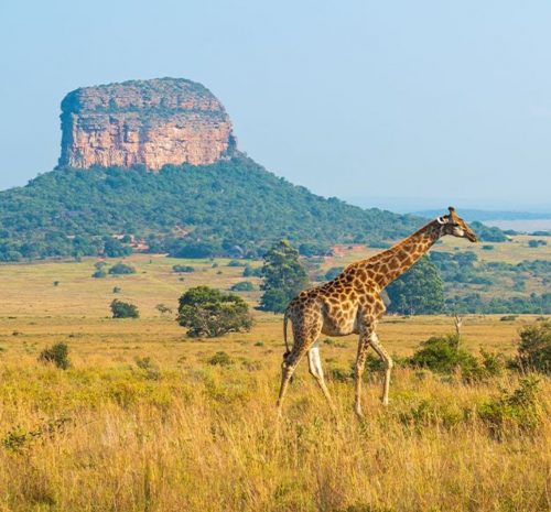 Jirafa en Parque Nacional Kruger