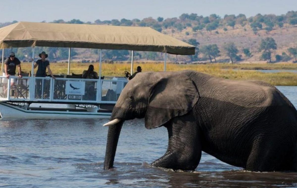 Safari en Barco en Chobe