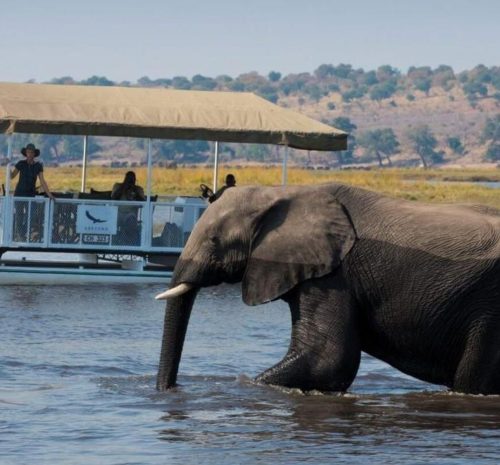 Safari en Barco en Chobe