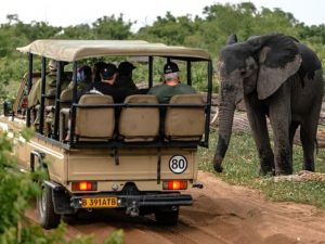 safari por 4x4 en Chobe 