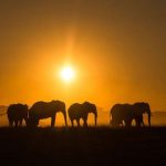 elefantes en Hwange