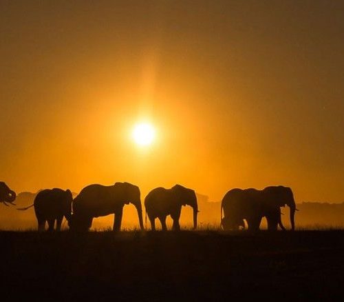 elefantes en Hwange