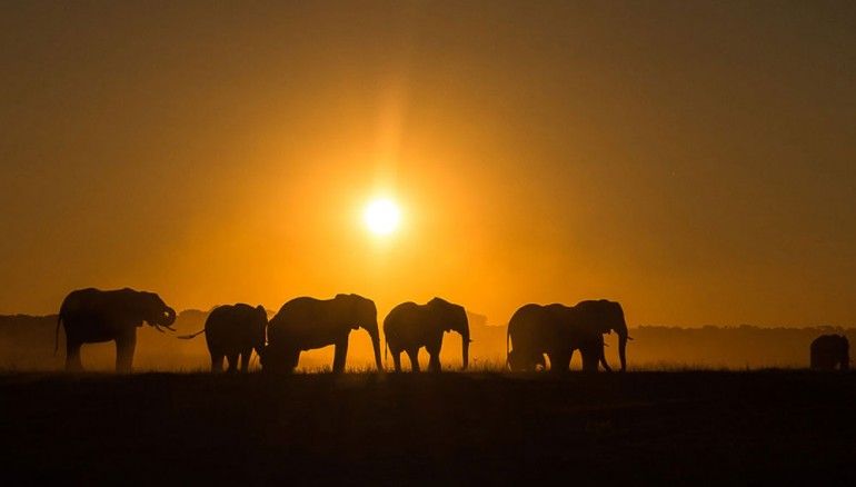 elefantes en Hwange