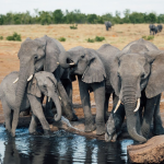 Elefantes en el Parque Nacional Hwange