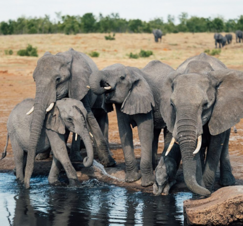 Elefantes en el Parque Nacional Hwange