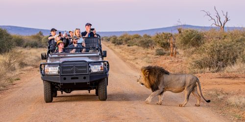 Game Drive at Madikwe Game reserve