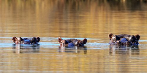 Hipopótamos en el rio Blyde en Sudáfrica