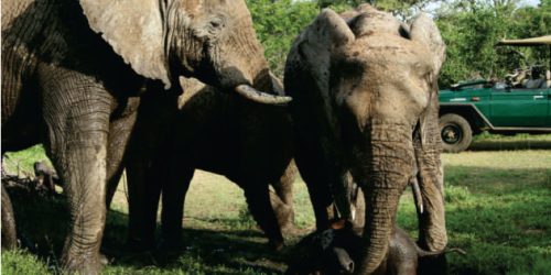 Game Drive at Tshukudu Game Lodge