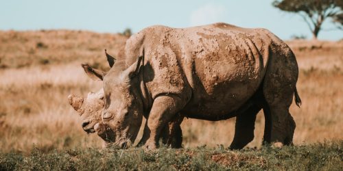 Tshukudu Game Reserve